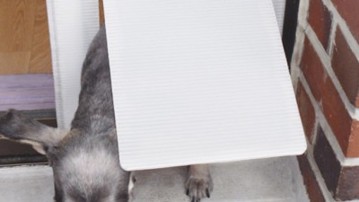 똑똑냥이 되는 지름길!🐾 반려묘출입문 후기 & 꿀팁 대방출 (할인정보有)